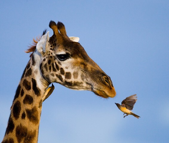 Giraffe and Bird. Giraffe and Oxpecker.